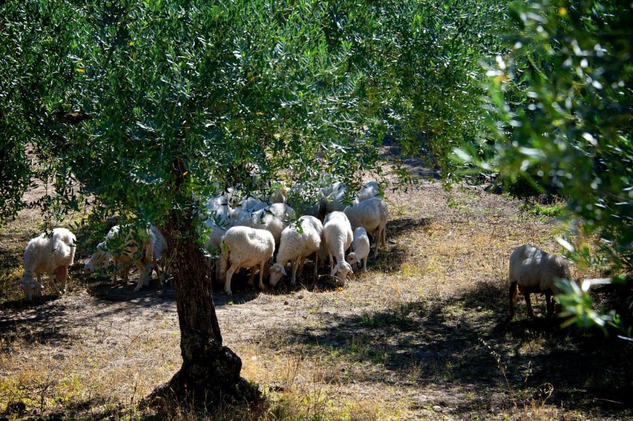 Le Querce Di Cota Séjour à la ferme